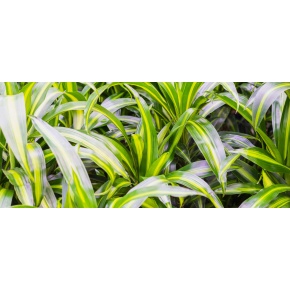 draceba-web