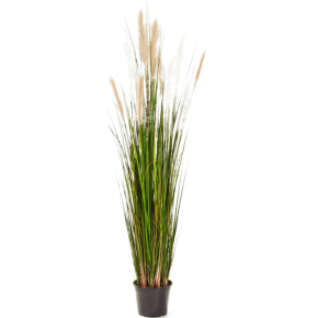 grass-reed-120cm