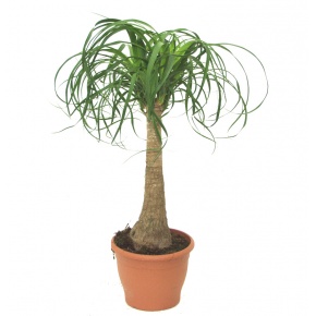nolina-recurvata
