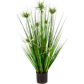 onion-star-grass-80cm