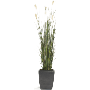 pampas-grass-120cm
