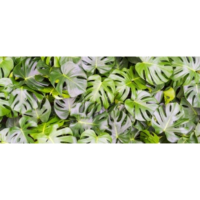 philodendron-web