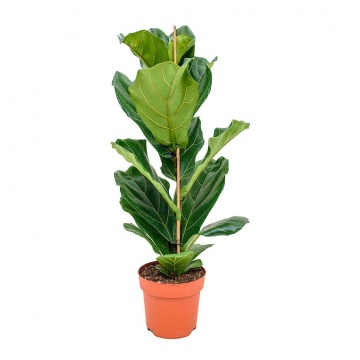 fiddle-leaf-21x90cm
