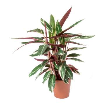 stromanthe-sanguinea-triostar