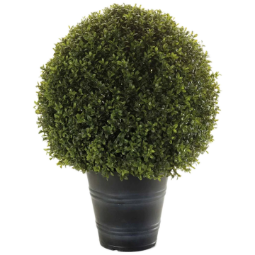 uv_allo_mubuxus