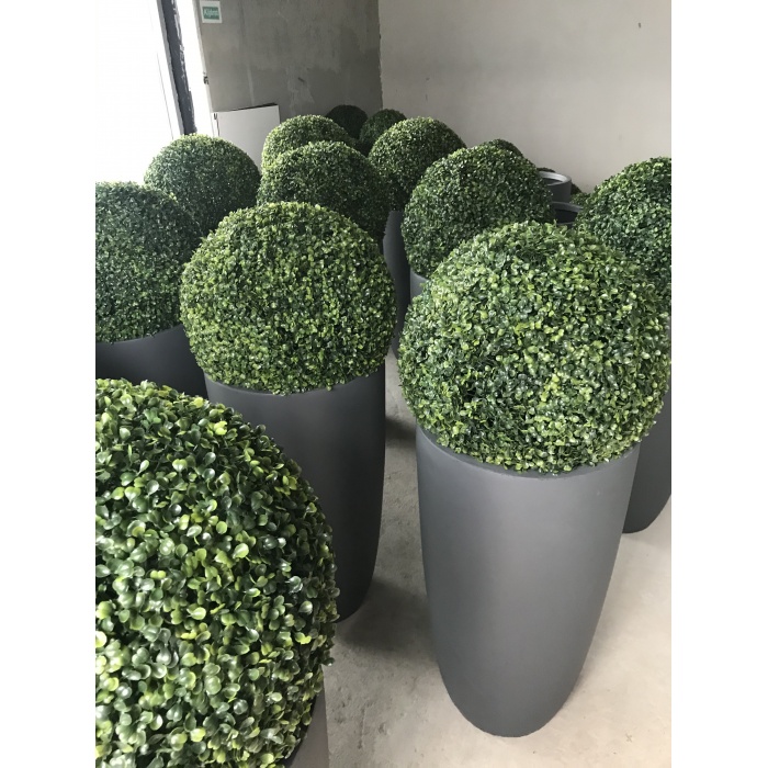 48cm-mubuxus