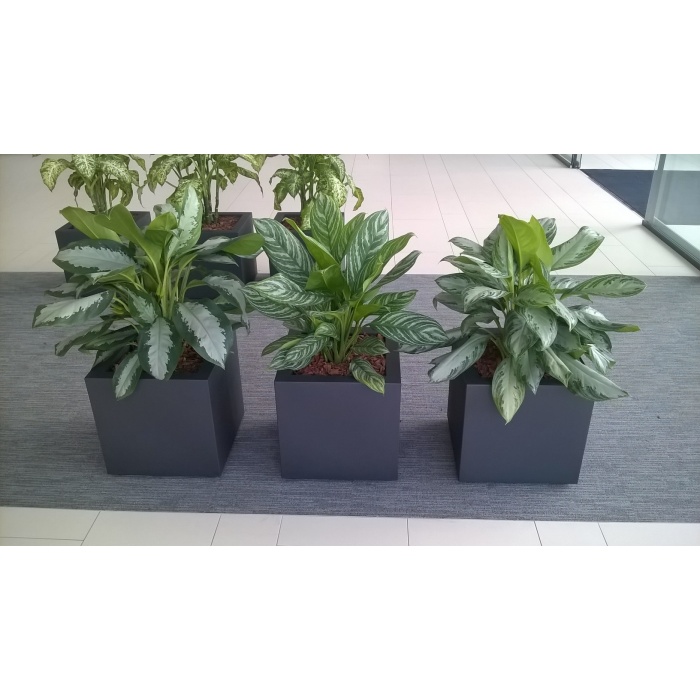 agleonema_1430341053
