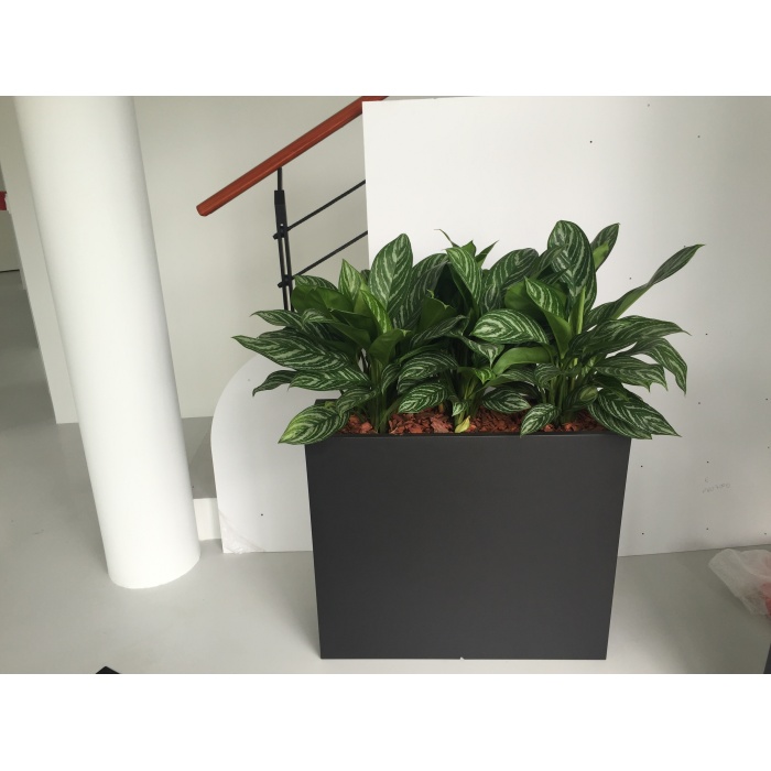 agleonema_2099121206