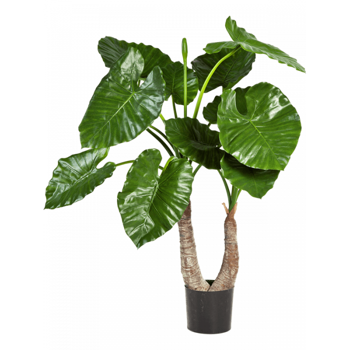 alocasia-calidora-tuft-100cm_1639841681