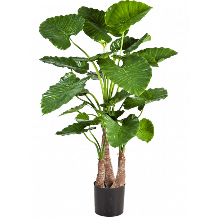 alocasia-calidora-tuft-120cm_1803242120
