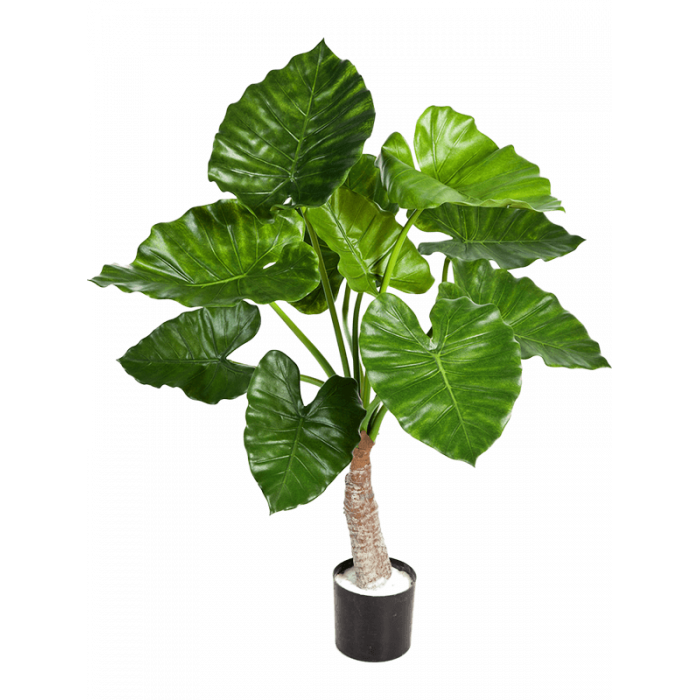 alocasia-calidora-tuft-80cm_195732877