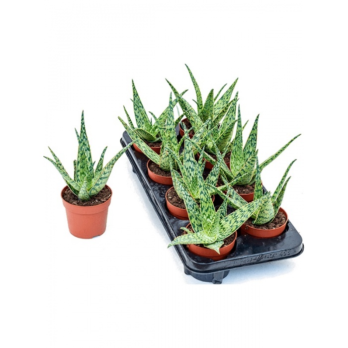 aloe-hybrid_1133083086