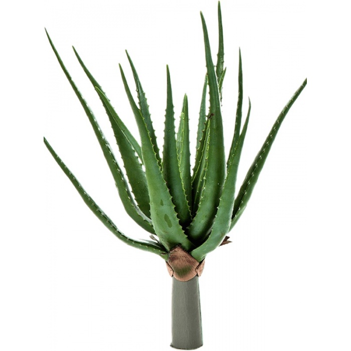 aloe-munoveny_937142981