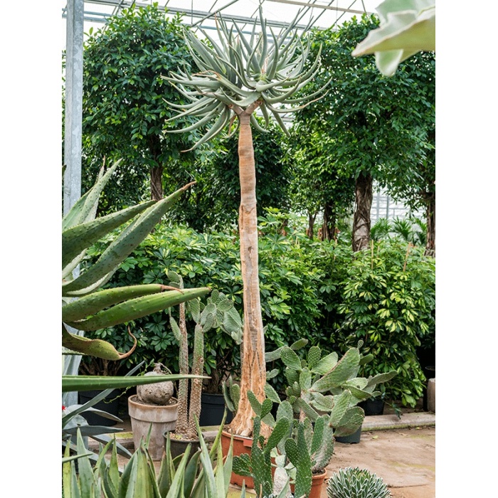 aloe01