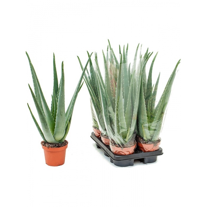 aloe_380369695