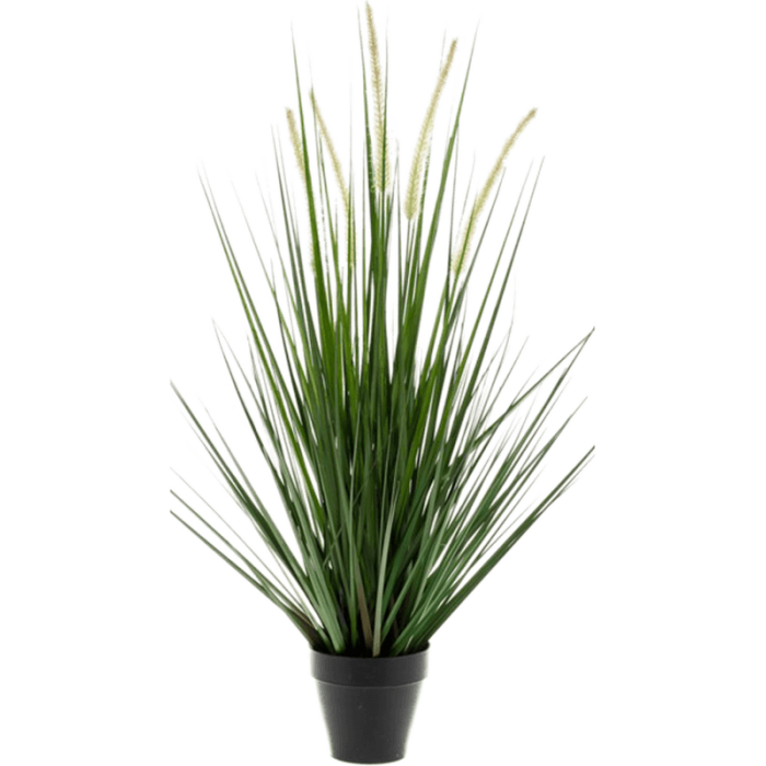 alopecurus-grass-53cm_1371586803