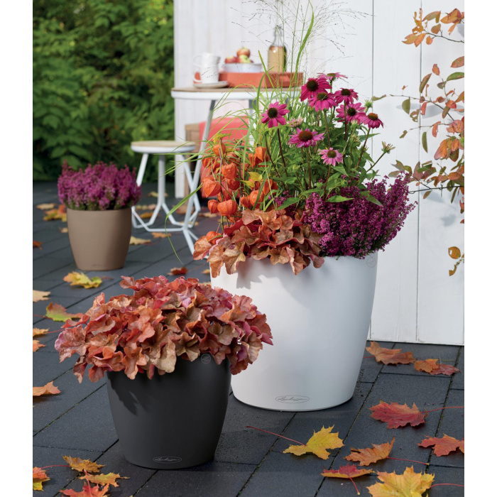 autumn-garden-classico-color