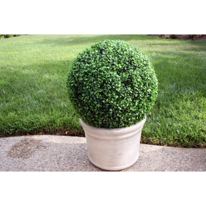 buxus_1362871848