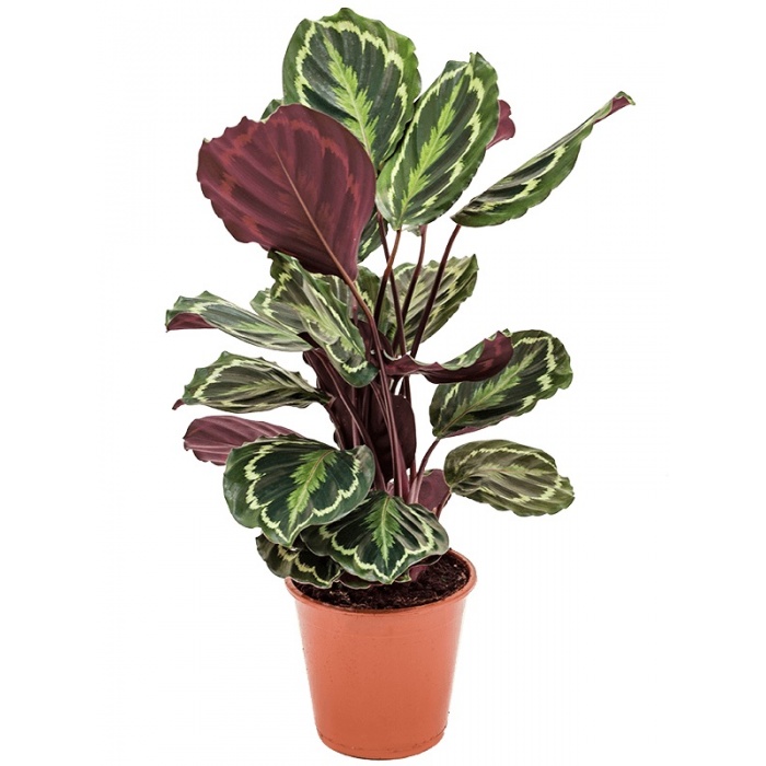 calathea-roseopicta-medallion01