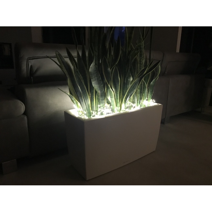 cararo-night_1055456114