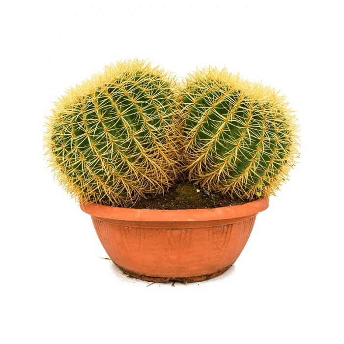 echinocactus-grusonii-35x45x35_1877476655