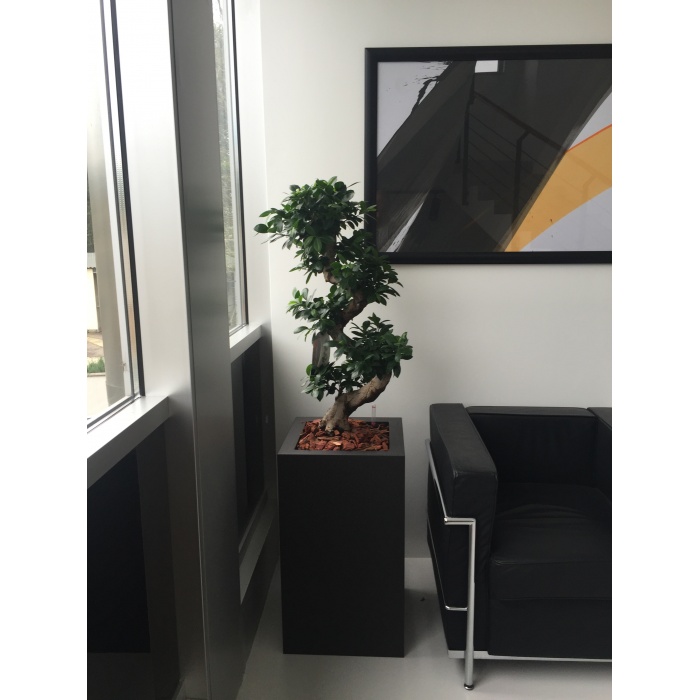 ficus-ginseng01_2092330814