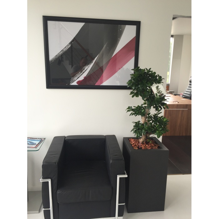 ficus-ginseng_674986890