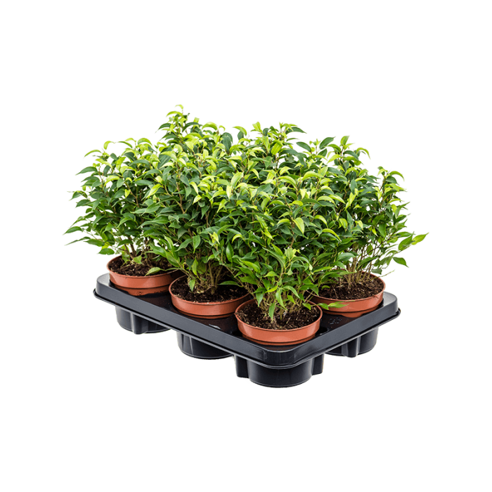 ficus_benjamina