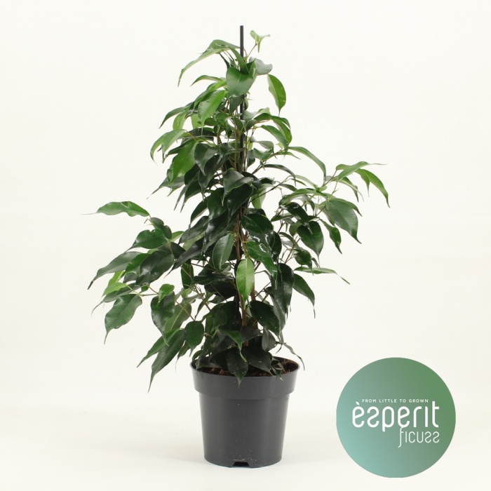 ficus_benjamina_14_cs