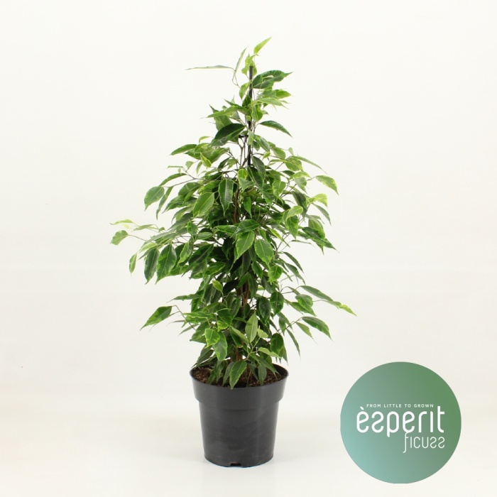 ficus_benjamina_17_cs