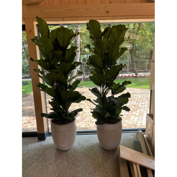 ficus_lyrata_