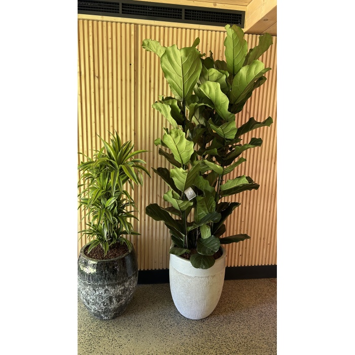 ficus_lyrata__