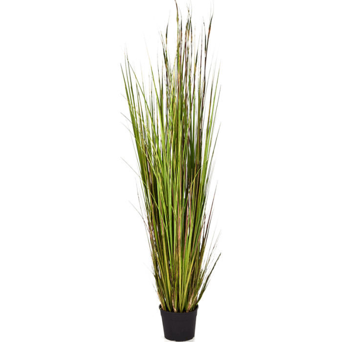 grass-bamboo-150cm_681815808