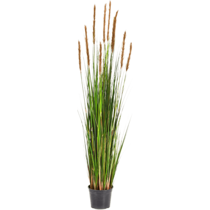grass-foxtail-brown-180cm