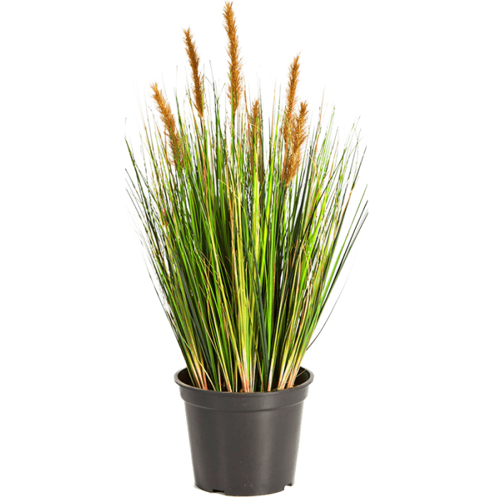 grass-foxtail-brown-60cm_1840324283