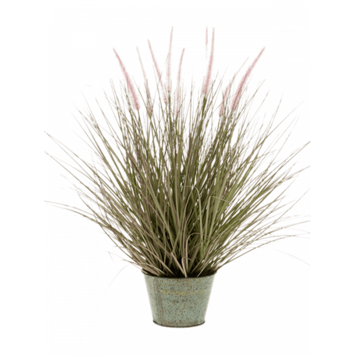 grass-pennisetum-99cm_1405744768