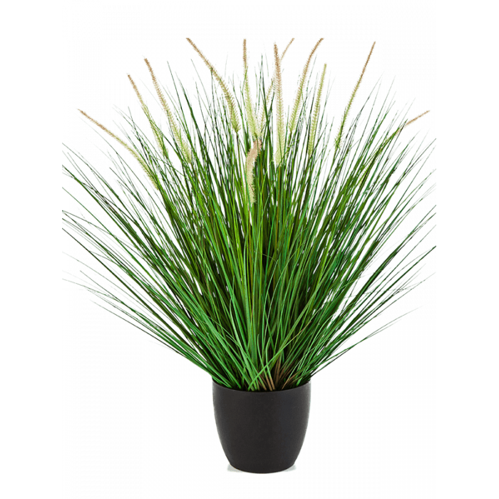 grass-pennisetum-woodside-85m_956414020