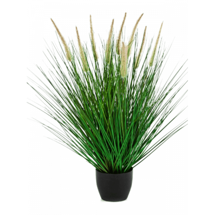 grass-pennisetum-woodside-bush-55m_1536218653