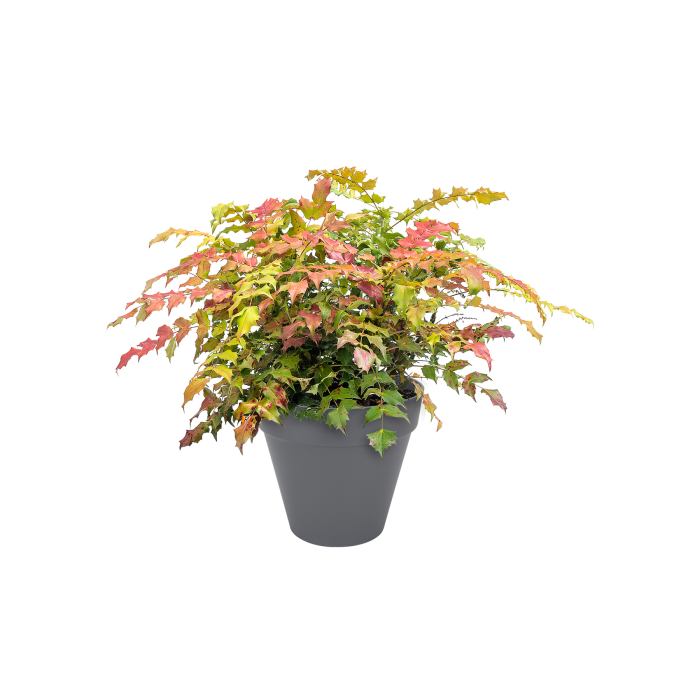 lofturbanroundanthraciteleucothoe_c1_1375302167