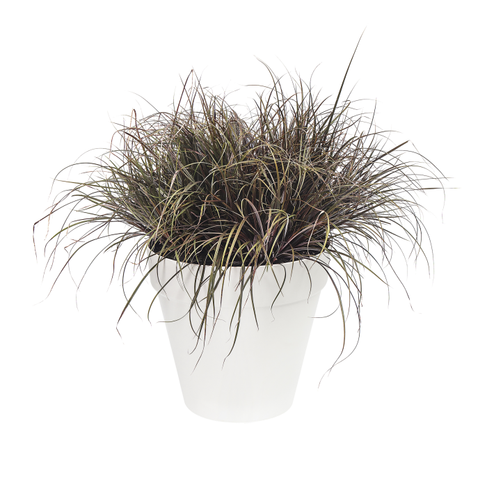 lofturbanroundwhiteophiopogonpotplantcombination_1339319733