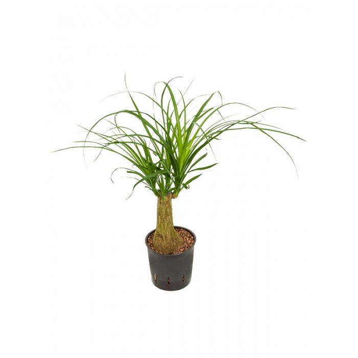nolina_recurvata_2003056667