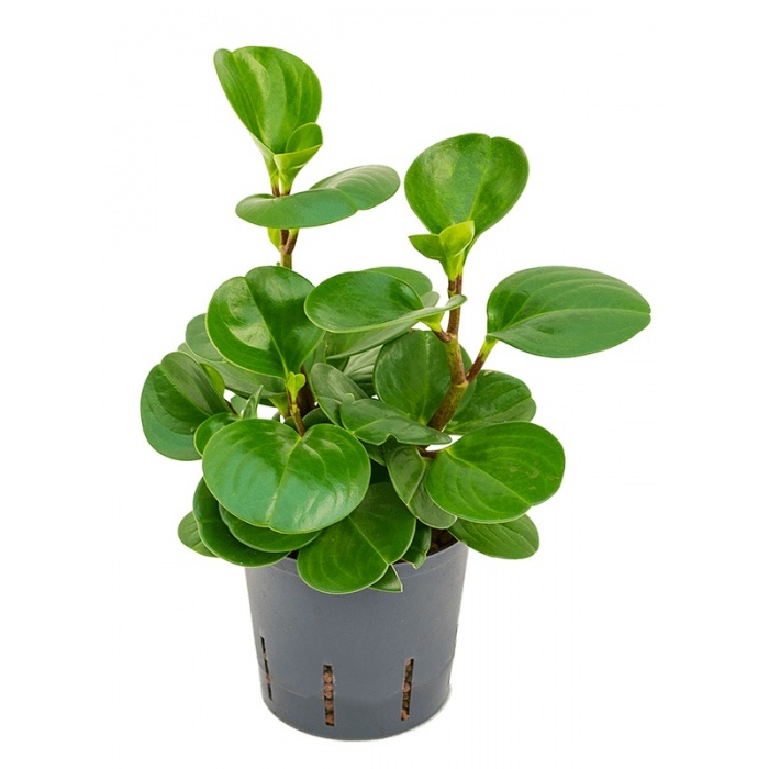 peperomia-green-gold