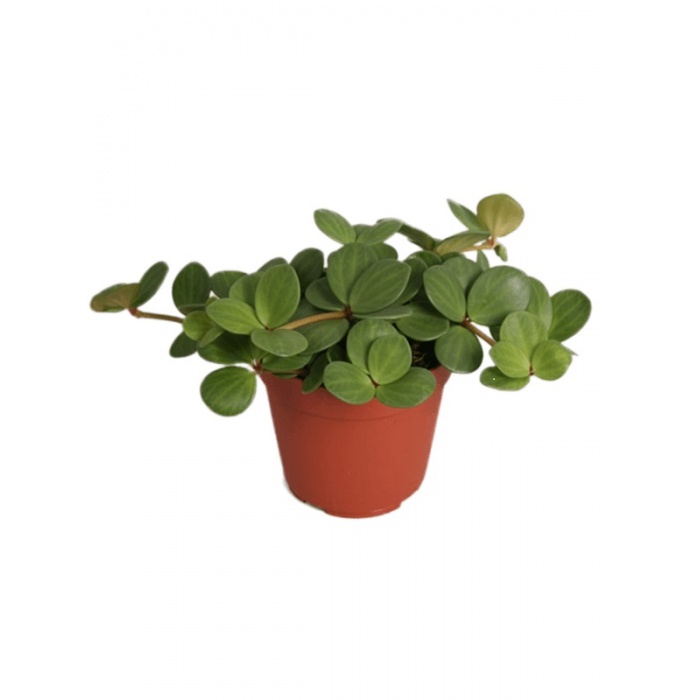 peperomia-hope_981520748