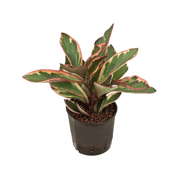 peperomia-jeli
