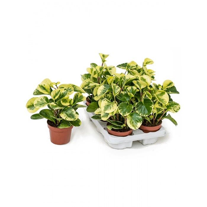 peperomia-marble_1009547681