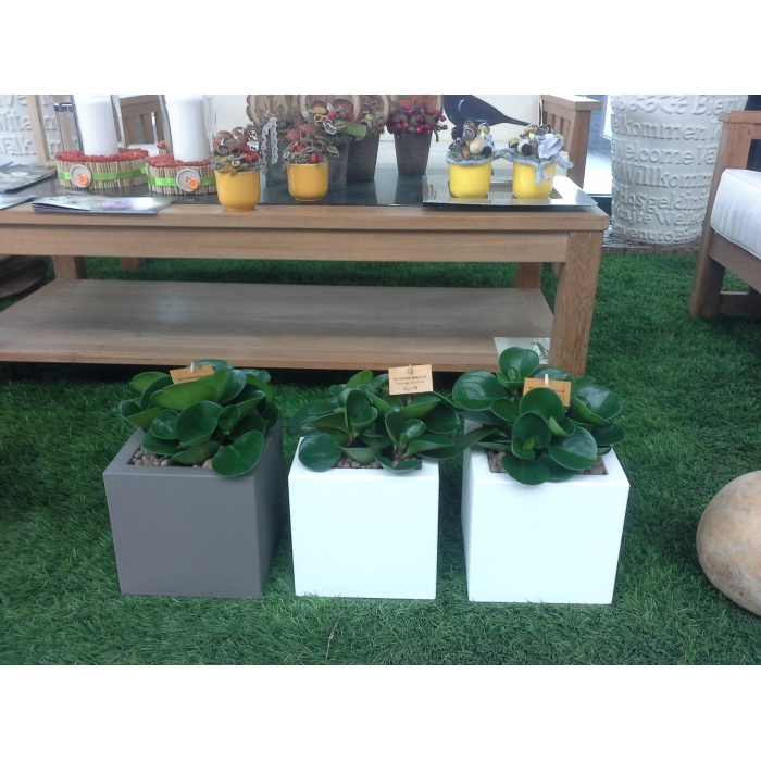 peperomia-mix