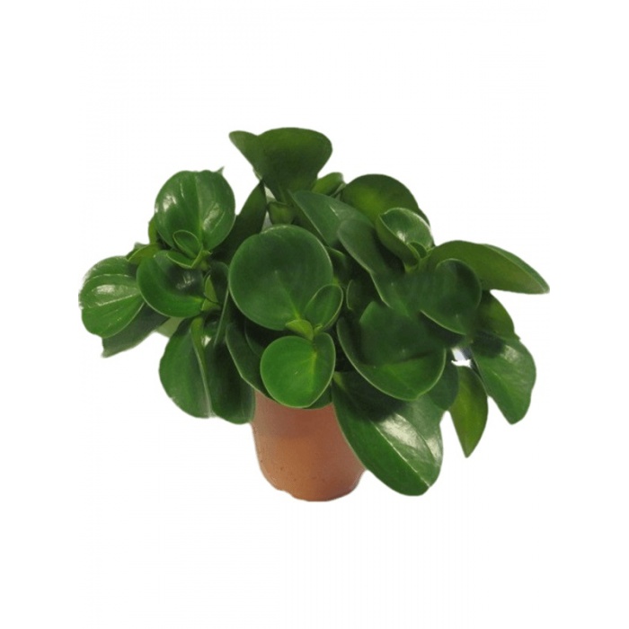 peperomia-obtusifolia_1215161031