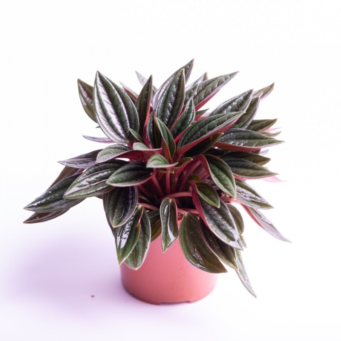 peperomia-rosso01