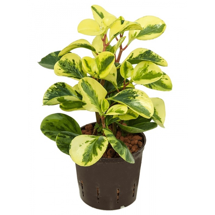 peperomia-usa