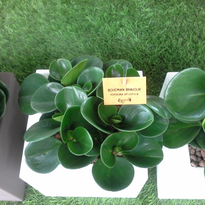 peperomia